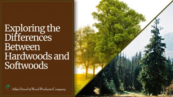 Exploring the Differences Between Hardwoods and Softwoods with trees